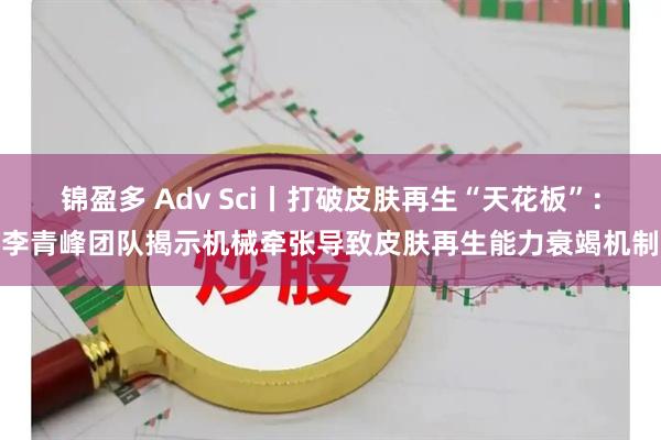 锦盈多 Adv Sci丨打破皮肤再生“天花板”：李青峰团队揭示机械牵张导致皮肤再生能力衰竭机制